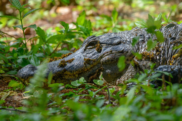Alligator hidding in the weeds