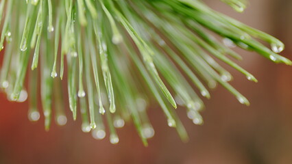 Pine Tree Needles In Sunlight With Rain Drops On Needles. Coniferous Twig With Drop Of Water. Close...