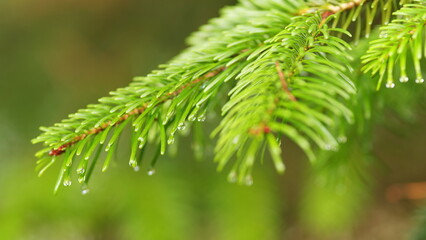 Drops Of Rain On Needles Of Spruce Branch. Branch Of A Coniferous Tree With Raindrops. Close up.