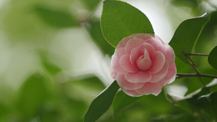 Camellia Flower Bud Blooms On An Evergreen Spring Shrub. Camellia Bush Flowering During Spring....