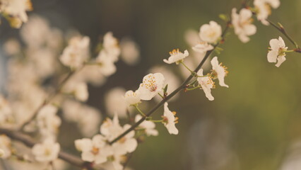 Spring Blooming Garden. Red Leaf Plum Blossoms. Beautiful Background Of Light Red Plum Blossoms.