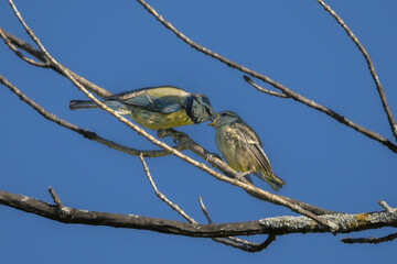 Eurasian Blue Tit feeding in the morning light
