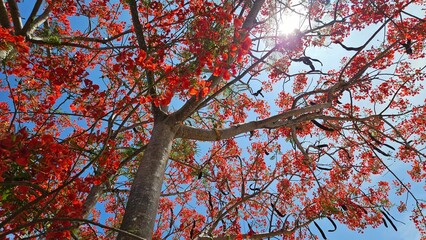 A Flamboyant tree in red bloom in the sun and blue sky background at Ha Tien city, Vietnam.