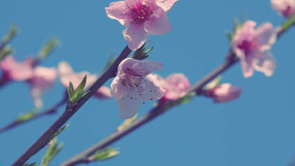 Spring Scene With Pink Blossom. Almond Blossom Spring Background. Branches Of Flowering Almond.