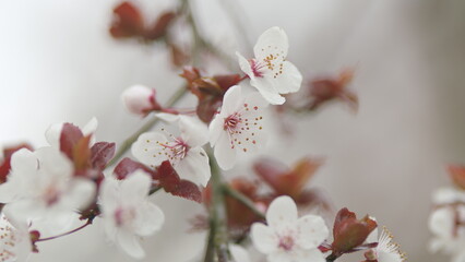 Ornamental Plum Blossoms. Japanese Plum White Beautiful Flowers And Purple Leaves.