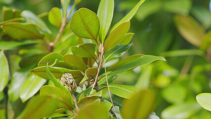 Magnolia Tree Seed Pod Cone. Brown Magnolia Cone With Green Lush Foliage. Close up.