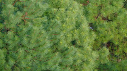 Coniferous Tree Grows. Ecological Nature Idea. Green Needles On A Branches. Static.