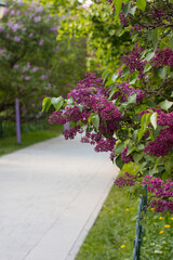 lilac trees in a lilac garden. Cultivation of various breeding lilac bushes, lush clusters of lilacs