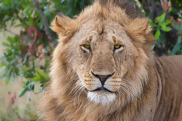portrait of a lion