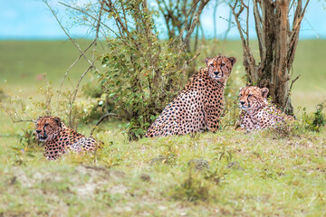 cheetahs sitting in the grass