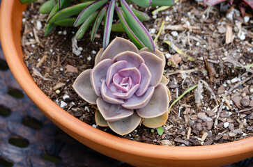 potted succulent with water drop in the center