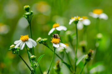bee on chrysanthemums in yard