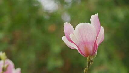 Garden. Magnolia Blossomed On Sky Background. Amazing Magnificent Nature. Natural Abstract Background. Close up.