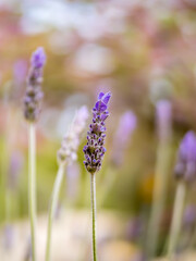 Lavender flower against defocused background with copy space, perfect for use in wellness products, natural beauty campaigns or relaxation and stress relief promotions, highlighting calming properties