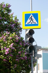 blooming lilac on the background of a traffic light and a traffic sign crossing. Urban landscape