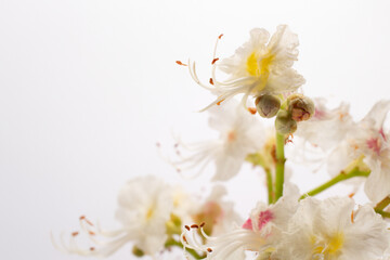 Horse chestnut flowers on white background. Close up