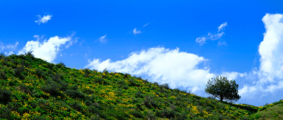 Naklejka premium Yellow Wildflowers in Wilderness and Sky with Clouds