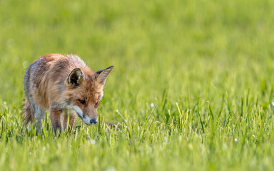 Front view of the fox in the fresh cut grass looking for prey