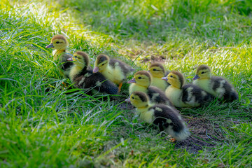 Selective focus a group of small baby ducks in its natural habitat walking and flowing mother on...