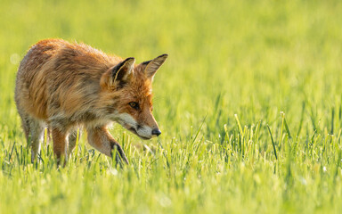 Close up of the hunting fox on the field