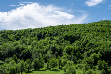 A hill with green trees in spring