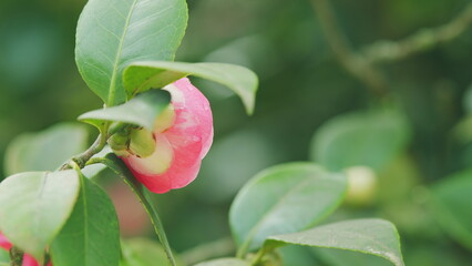 Incredible Beautiful Camellia In Spring Garden. Pink Japanese Camellia Flower With Green Leaves.