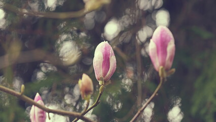 Natural Abstract Background. Pink Magnolia Flowers On The Branches.