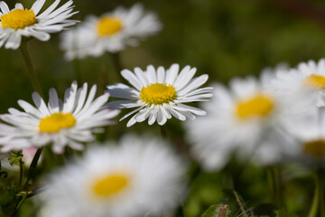 Obraz premium beautiful white flowers on a green grass background