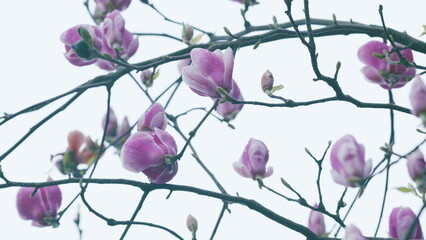 Natural Floral Background. Blossoming Pink Magnolia. Freshness Of Nature On Springtime.