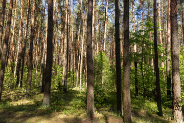 pine forest with tall trees against a blue sky background