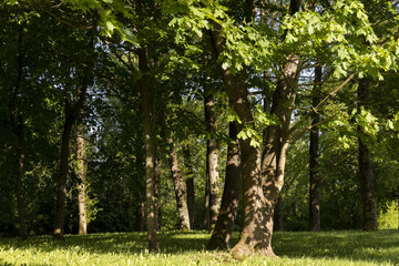 Fototapeta premium maples and other deciduous trees in the park in spring