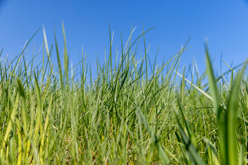 green grass growing on a hill in spring