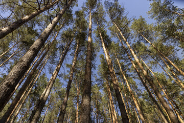 pine forest with tall trees against a blue sky background