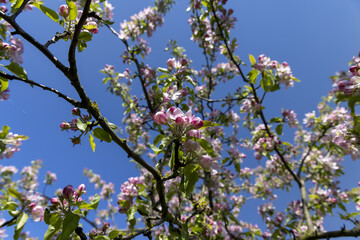 Beautiful pink apple blossoms on a blue sky background