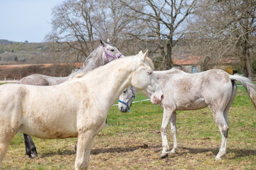 Obraz premium three white purebred horses on a farm