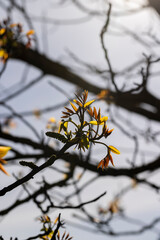 flowering walnut trees in the orchard