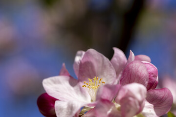 Beautiful pink apple blossoms on a blue sky background