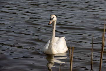 white swans floating on the water