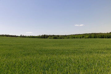 a field with green wheat in sunny weather