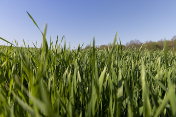 a green wheat field in the spring season