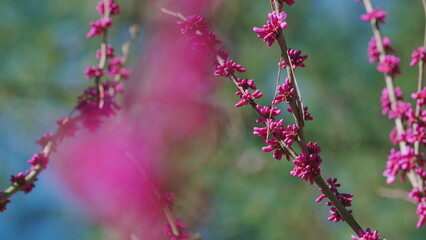 Beautiful Blooming Magnolia Flowers In Park Springtime. Blooming Pink Magnolia Tree In Spring.