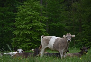 Fototapeta premium calves lie and one stands in a clearing near the forest