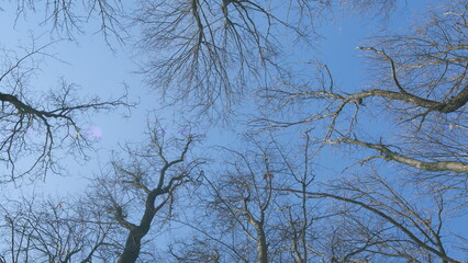 Beauty Of Nature. Winter Branches Silhouetted Against Clear Blue Sky. Crowns Of Trees Are In...