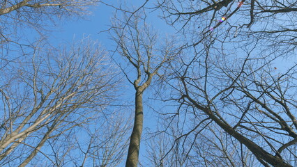 Three Bare Trees Standing Silhouetted Against A Clear Blue Sky. Stark Beauty Of A Leafless Tree....