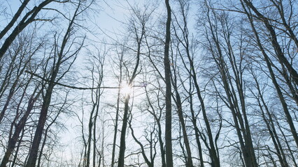 Trees Are Beautiful. Silhouetted Against A Vivid Blue Sky. Tree Against A Clear Blue Sky. Warm March Spring.