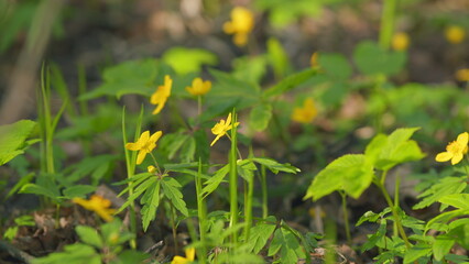 Small yellow flowers in the spring forest. Landscape flower in the forest. Static view.