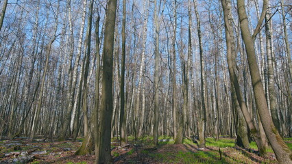 Deciduous forest trees. Springtime in forest in Europe. Spring has come. Wide shot. Pan.