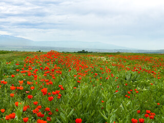 Poppy field in the mountains against a dramatic sky. Kyrgyzstan. Natural landscape