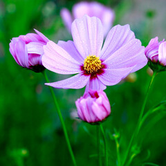 A cluster of purple cosmos flowers with dew-covered petals