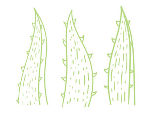 Aloe vera plant vector illustration isolated on white background